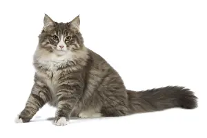 Cat - Norwegian Forest Cat