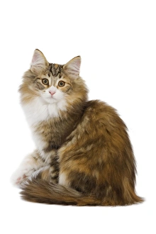 Images Dated 30th October 2007: Cat - Norwegian Forest Cat