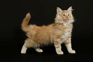 Cat - Norwegian Forest Cat