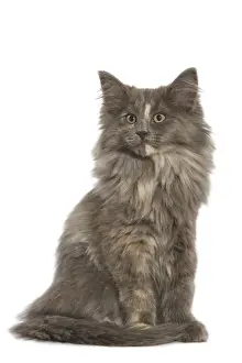 Cat - Norwegian Forest Cat