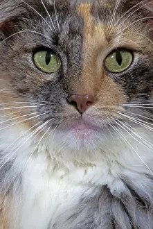 Cat - Norwegian Forest Cat