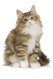 Cat - Norwegian Forest Cat