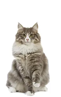 Cat - Norwegian Forest Cat
