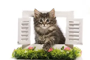 New Home Prints: Cat - Norwegian Forest Cat kitten looking through shutters with flowers. New Home