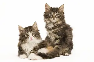 Cat - Norwegian Forest Cat kittens