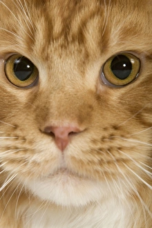 Images Dated 24th September 2005: Cat - Norwegian Forest Cat - red mackerel tabby & white in studio