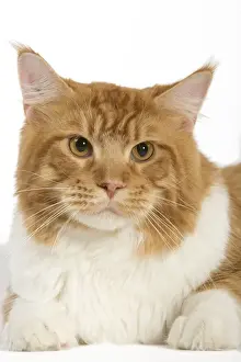 Cat - Norwegian Forest Cat - red mackerel tabby & white in studio