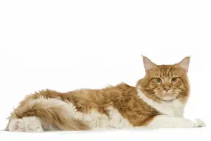 Cat - Norwegian Forest Cat - red mackerel tabby & white in studio