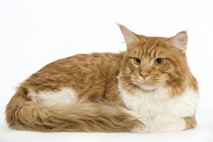 Images Dated 24th September 2005: Cat - Norwegian Forest Cat - red tabby & white in studio