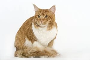 Images Dated 24th September 2005: Cat - Norwegian Forest Cat - red tabby & white in studio