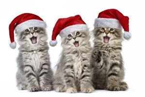 Cat Norwegian Forest Cat wearing Christmas hats mouths o