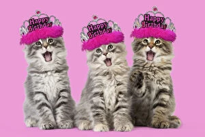 Tiaras Gallery: Cat - Norwegian Forest Cat wearing Happy Birthday