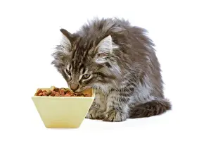 With Bowl Prints: Cat - Norwegian forest kitten eating dried catfood from a bowl