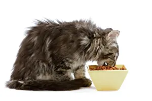Cat - Norwegian forest kitten eating dried catfood from a bowl