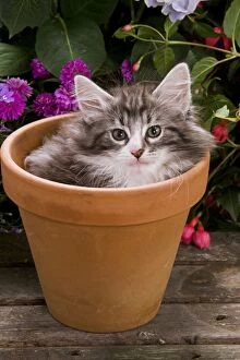 Images Dated 16th June 2000: Cat - Norwegian forest kitten in flowerpot with flowers