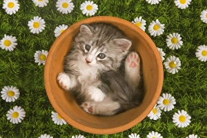 Cat - Kitten in Flowerpot