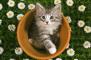 Cat - Kitten in Flowerpot