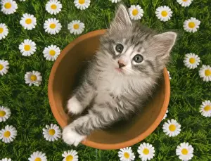 Cat - Norwegian forest kitten in flowerpot with flowers