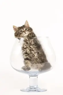 Glass Prints: Cat - Norwegian Forest kitten in large wine glass