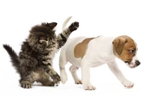 Images Dated 19th February 2010: Cat - Norwegian forest kitten playing with Jack Russell Terrier puppy in Studio
