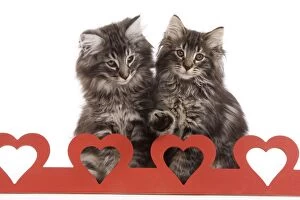 Cat - Norwegian forest kitten sitting behind cut out hearts