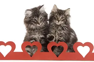 Valentine Prints: Cat - Norwegian forest kitten sitting behind cut out hearts