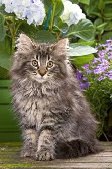 Images Dated 16th June 2000: Cat - Norwegian Forest Kitten sitting with flowers