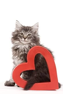 Images Dated 16th June 2000: Cat - Norwegian forest kitten sitting with red cut-out heart