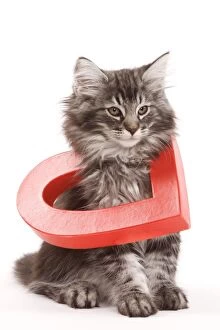Cat - Norwegian forest kitten sitting with red cut-out heart