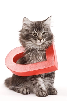 Cat - Norwegian forest kitten sitting with red cut-out heart Cat - Norwegian forest kitten sitting with red cut-out heart