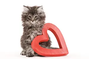 Valentine Prints: Cat - Norwegian forest kitten sitting beside red cut-out heart