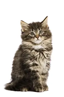 Cat - Norwegian Forest kitten in studio