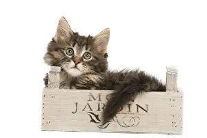 Cat - Norwegian Forest kitten in studio lying in wooden box
