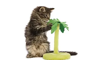 Cat - Norwegian Forest kitten in studio playing with a palm tree cat toy