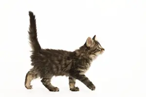 Cat - Norwegian Forest kitten in studio. Side view