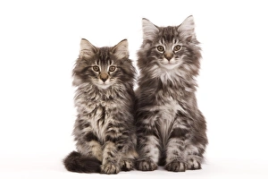 Cat - two Norwegian forest kittens