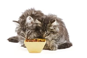 Images Dated 16th June 2000: Cat - two Norwegian forest kittens eating dried catfood from bowls