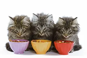 Cat - three Norwegian forest kittens eating dried catfood from coloured bowls