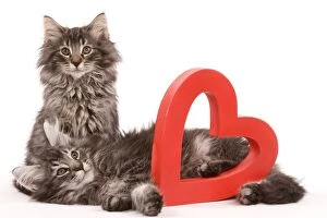 Cat - two Norwegian forest kittens lying next to red cut-out heart