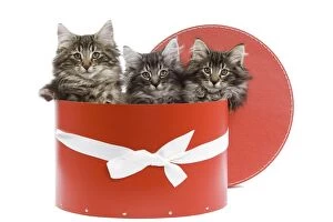 Cat - Norwegian forest kittens sitting inside red hat box