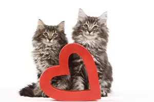 Valentine Prints: Cat - Norwegian forest kittens sitting beside red cut-out heart