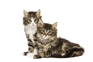 Cat - Norwegian Forest kittens in studio