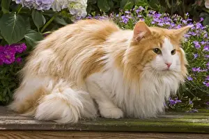 Cat - Norwegian forest lying by flowers