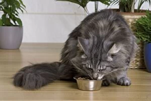 Cat - Norwegian Forest Silver Tabby Mackerel & White - eating dry food from bowl