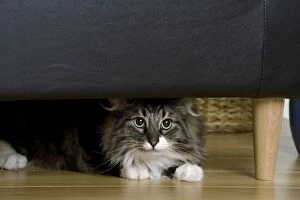 Images Dated 26th June 2006: Cat - Norwegian Forest Silver Tabby - Mackerel & White - hiding under chair