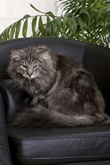 Images Dated 26th June 2006: Cat - Norwegian Forest Silver Tabby - Mackerel & White - sitting on chair
