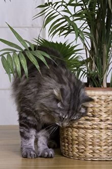 Images Dated 26th June 2006: Cat - Norwegian Forest Silver Tabby Mackerel & White - brushing against pot plant
