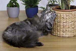 Images Dated 26th June 2006: Cat - Norwegian Forest Silver Tabby Mackerel & White - playing with plant pot