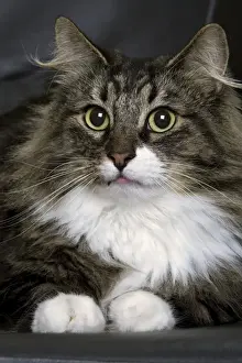 Cat - Norwegian Forest Silver Tabby - Mackerel & White