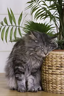 Cat - Norwegian Forest Silver Tabby Mackerel & White - brushing against pot plant